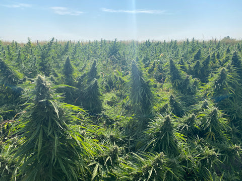 Beautiful organic hemp farm - Nuume Organics CBD