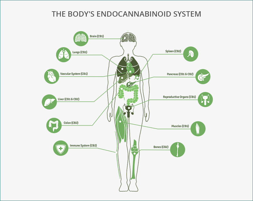 Understanding the effects of CBD on the endocannabinoid system