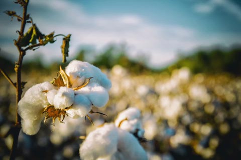 Sustainability Turkish Cotton vs Egyptian Cotton
