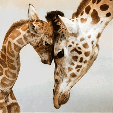 Jan Pelcman – Giraffen