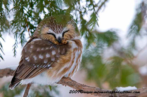 Saw Whet Owl Referenzfoto von Michael Cummings