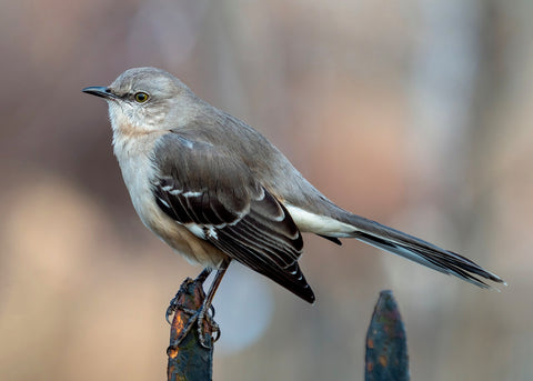 Mockinbird Reference Photo by Ryan McCrady