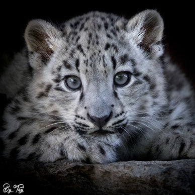 Snow Leopard Reference Photo by Tazi Brown