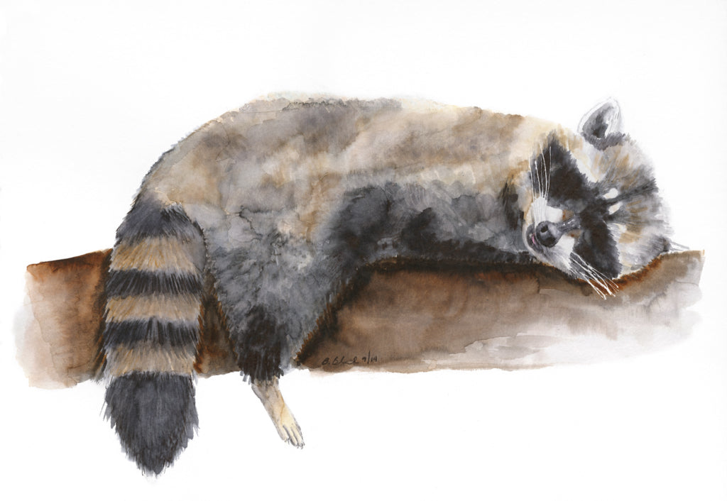 Sleeping Baby Raccoon Animal Print