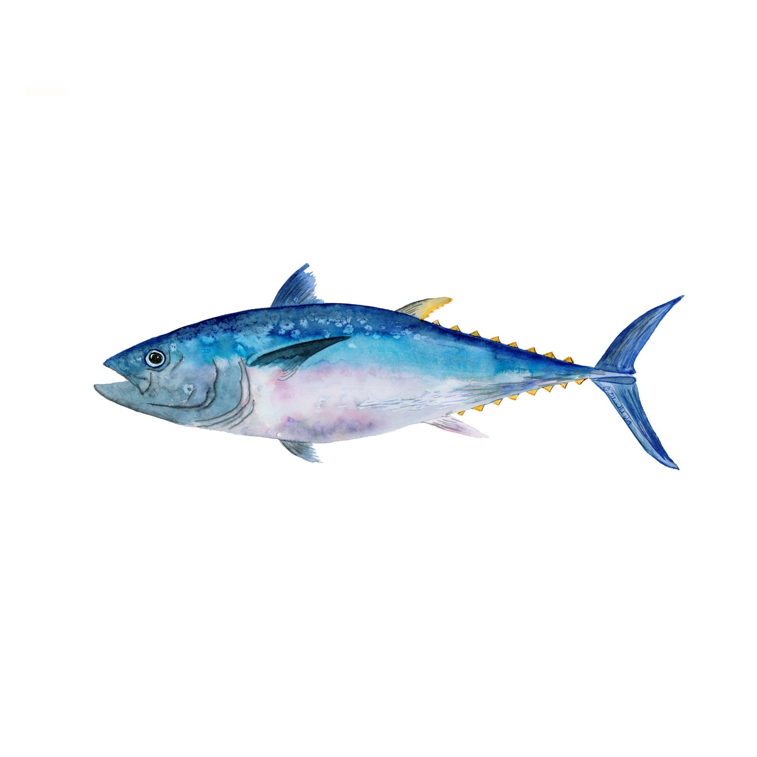 Bluefin Tuna Watercolor Print | Deep Sea Fish Print | Tiny Toes Design