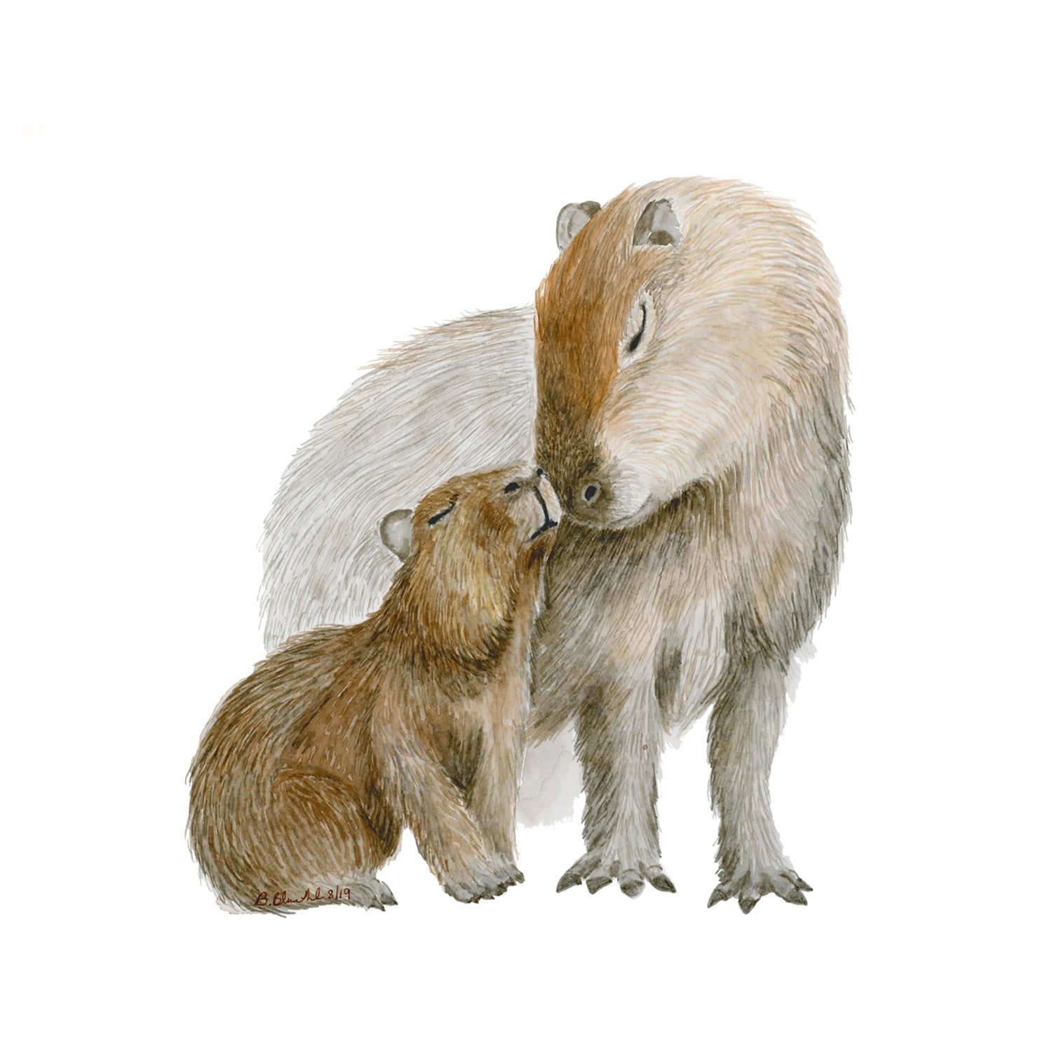 baby capybara pet