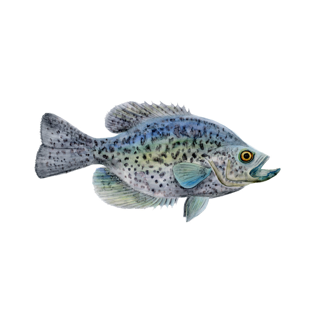 Black Crappie Watercolor Print | Fishing Decor | Tiny Toes Design