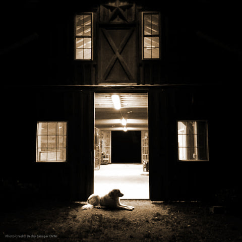 Guardian dog in barn door. Photo credit: Becky Salinger DVM