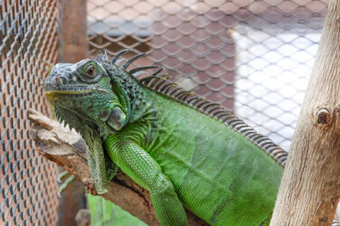 Iguana Cages: A Guide for Building Them (in 2021) – Abound Pet Supplies