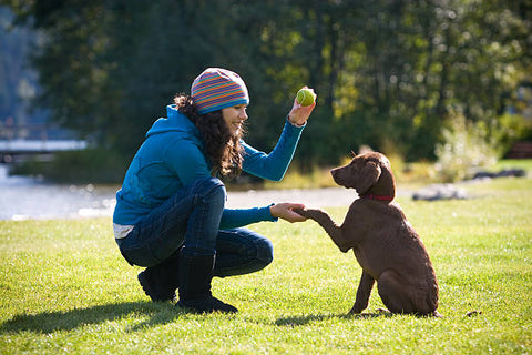 how to train your puppy