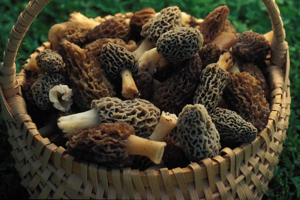 Morels Spores Outdoor Grow Kit 3 Pack Fast And Super Simple
