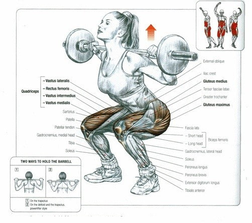 What Muscles Do Squats Work? – ELITE BY ELISE
