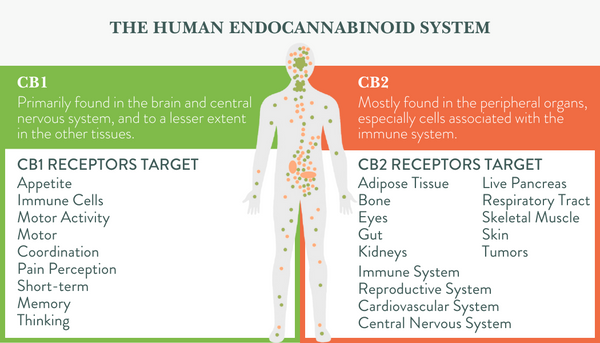 An overview of the endocannabinoid system and what it affects in the body