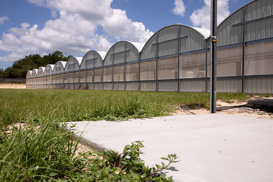 Hemp Farm