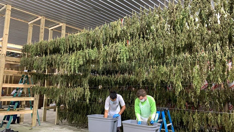 hemp plants drying 