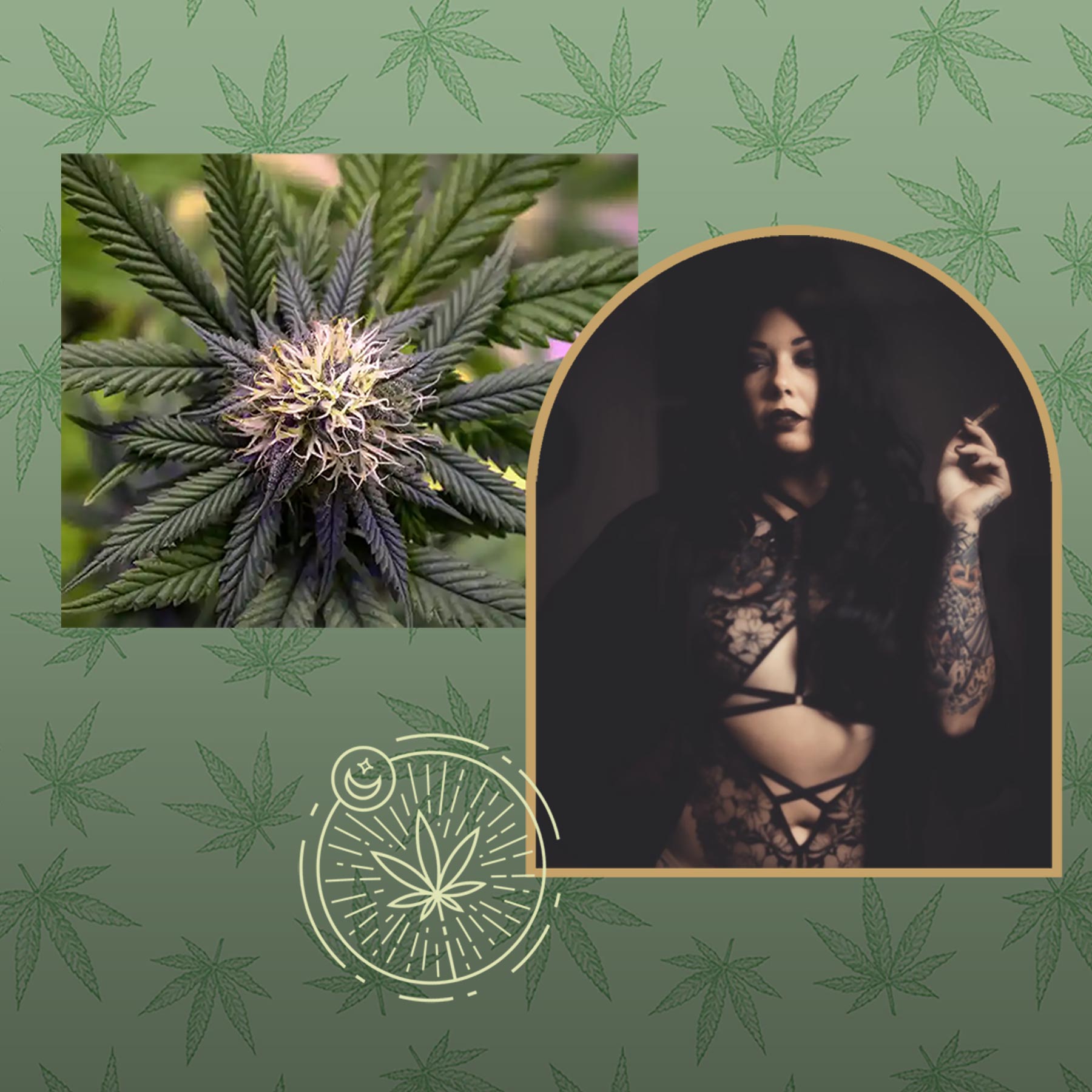 Kurt Diserio web graphic designer consulting Traveling Bud cannabis blog