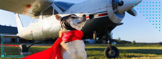 [2024 Update] The 3 Best Airlines for Traveling with Dogs: A Comprehensive Guide - WoofAddict