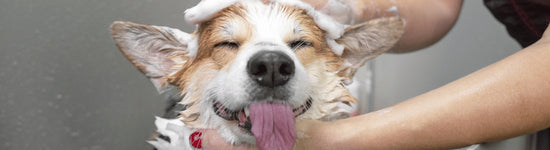 How Often Should You Groom Your Puppy for Optimal Health and Happiness - WoofAddict