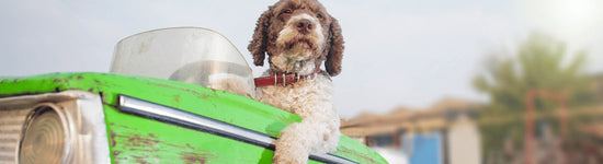 Tips for Traveling with Your Dog: Ensuring Comfort and Safety - WoofAddict