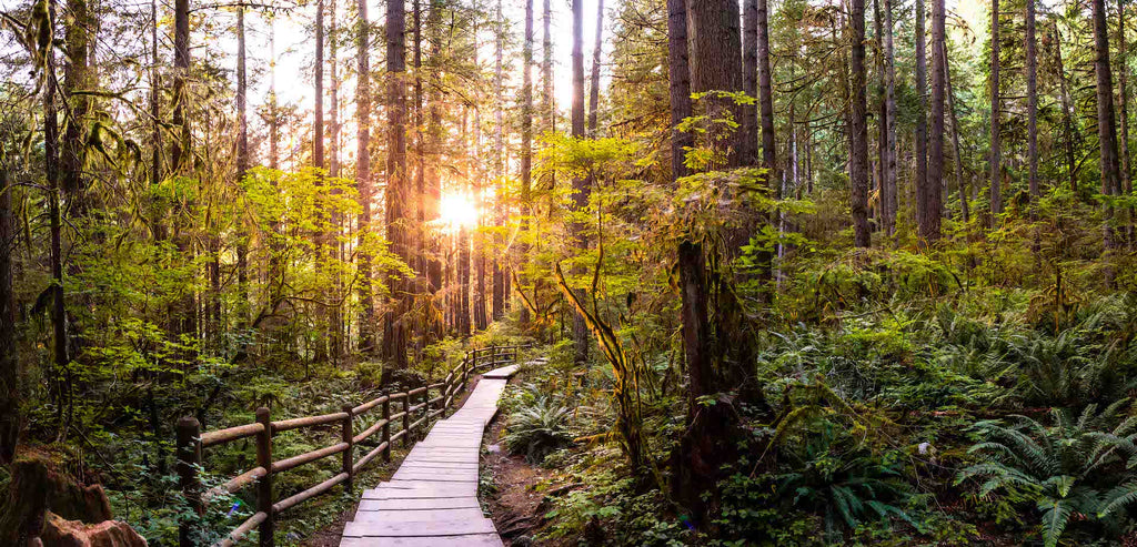 bc forest nature photo with the top shelf by bevisgear