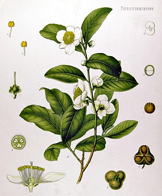 vintage drawing of tea plant