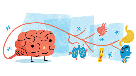 stomach communicating along the vagus nerve to body systems