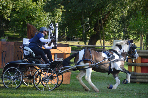 Carriage driving pony