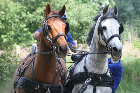 Horse pair carriage driving