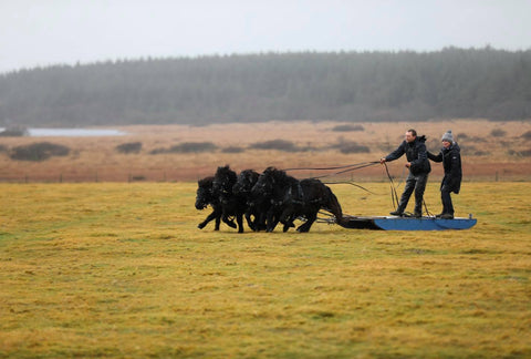 Emma Massingale sledging with shetland ponies