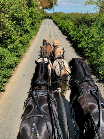 Emma Massingale driving ponies