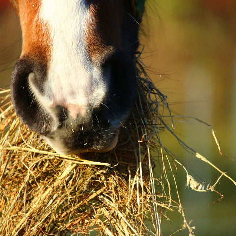 Horse Forage for Warmth