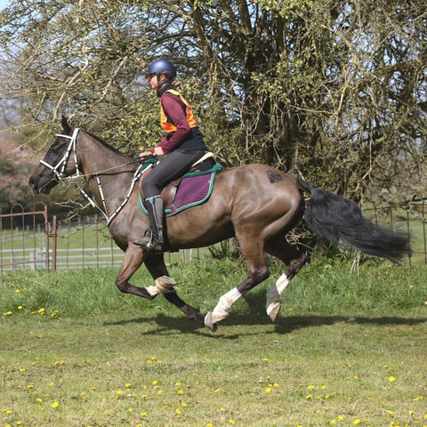 Endurance Horse Event Ride