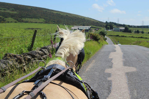 Carriage Driving