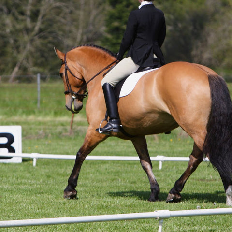 Dressage phase of eventing