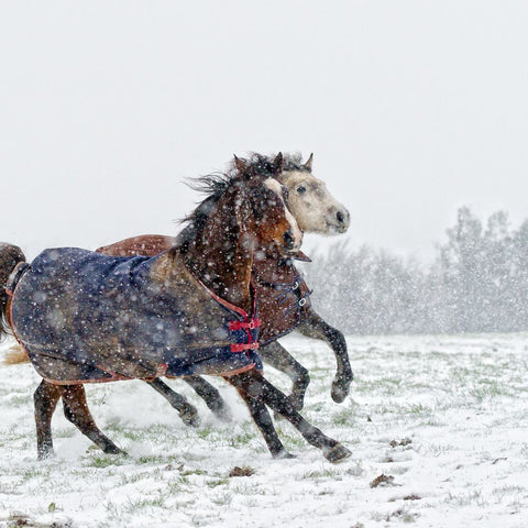 Horses Wearing Rugs in Snow