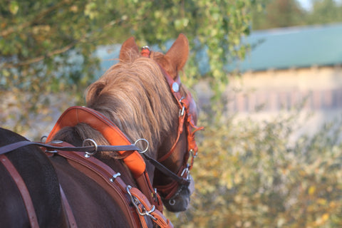 carriage driving