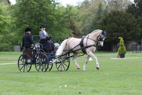 Backstepping for dressage phase