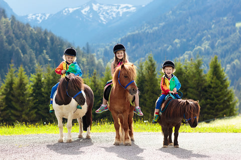 Shetland riding pony