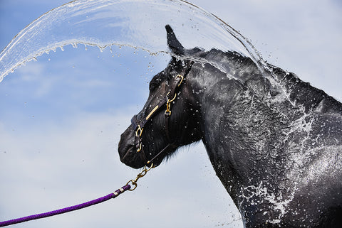 washing horse down