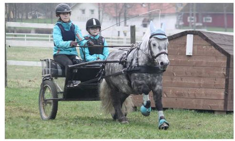 VSE marathon carriage driving