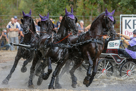 horse team carriage driving marathon