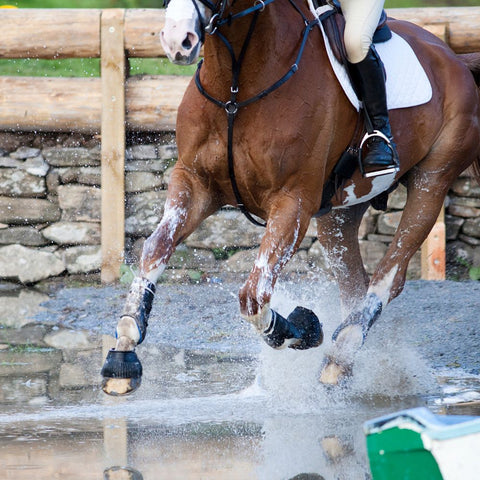 Cross Country Training for Horses