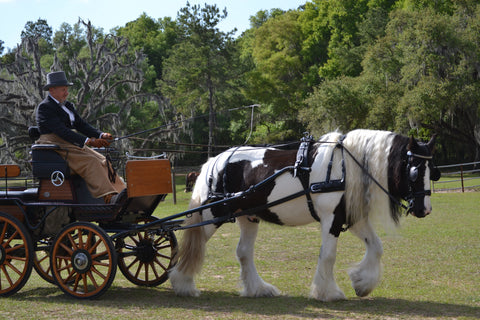 carriage driving horse