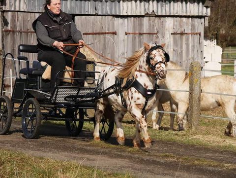 shetland carriage driving