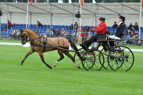 Carriage Driving Dressage