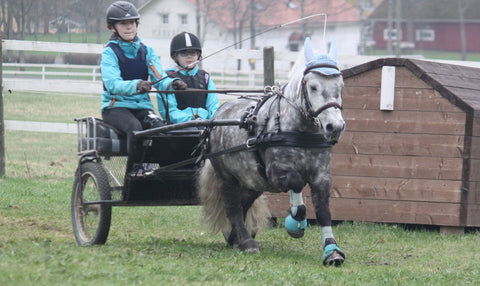 carriage driving pony canter