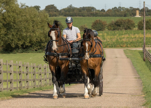 horse pair carriage driving