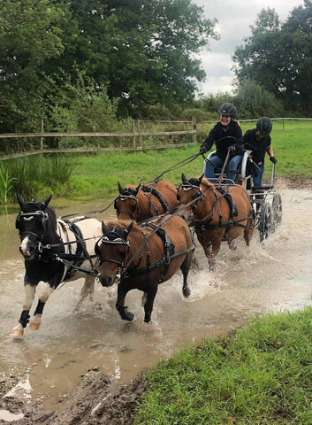 carriage driving shetland pony team