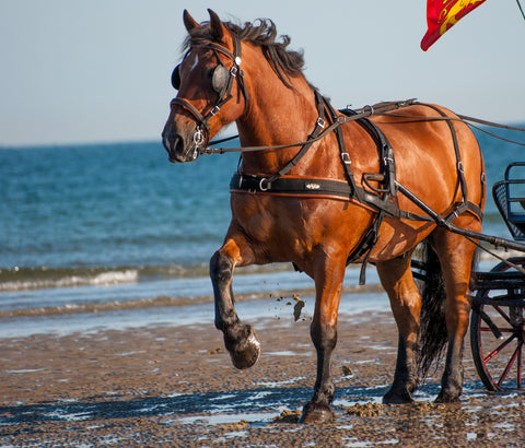 carriage driving on beach