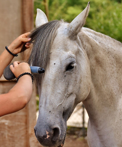 Brushing horse's mane